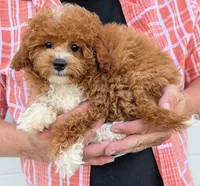 Petite mini, a female Miniature Goldendoodle for sale in Menomonee Falls, WI – 2 of 3