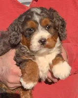 Mini Melody , a female Miniature Bernedoodle for sale in Menomonee Falls, WI – 2 of 3