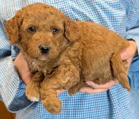 Petite mini Vikrum, a male Miniature Goldendoodle for sale in Menomonee Falls, WI – 2 of 3