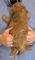 Petite Elliot, a male Miniature Goldendoodle for sale in Menomonee Falls, WI – 3 of 3