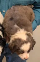 Petite mini Muriel, a female Miniature Bernedoodle for sale in Menomonee Falls, WI – Photo 2 of 2