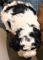 Mini MollyBea, a female Miniature Bernedoodle and Miniature Goldendoodle for sale in Menomonee Falls, WI – Photo 2 of 2