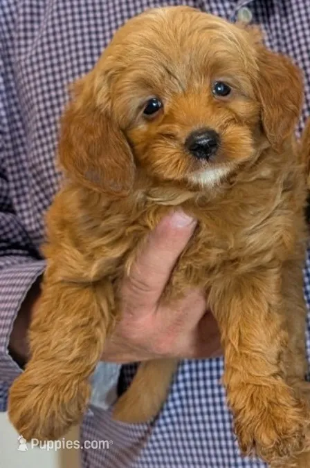 Petite York – Miniature Goldendoodle puppy for sale in Menomonee Falls, WI