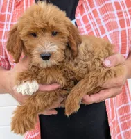 Mini Catalina, a female Miniature Goldendoodle for sale in Menomonee Falls, WI – 2 of 3