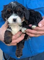 Mini Zarka, a male Miniature Bernedoodle for sale in Menomonee Falls, WI – Photo 1 of 3