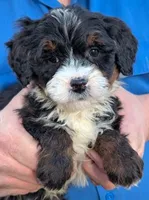 Mini Zarka, a male Miniature Bernedoodle for sale in Menomonee Falls, WI – Photo 2 of 3