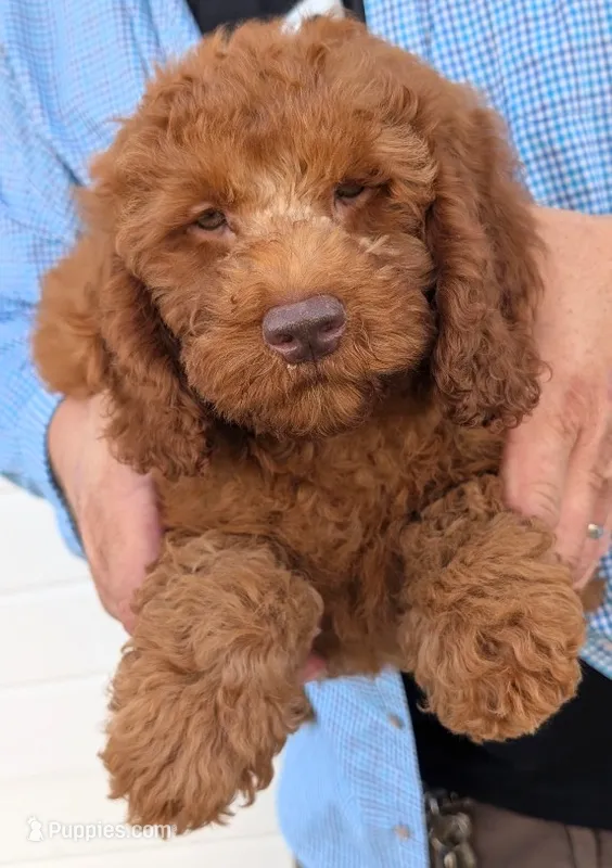 Mini Calvin – Miniature Goldendoodle puppy for sale in Menomonee Falls, WI