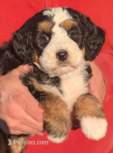 Mini Marley – Miniature Bernedoodle puppy for sale in Menomonee Falls, WI