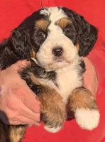 Mini Marley, a female Miniature Bernedoodle for sale in Menomonee Falls, WI – 1 of 3