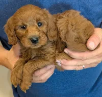 Mini Bennett, a male Miniature Goldendoodle for sale in Menomonee Falls, WI – 2 of 3
