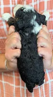 Mini Zaylee, a female Miniature Bernedoodle for sale in Menomonee Falls, WI – 3 of 3
