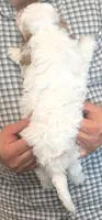 Petite mini Ruffy, a male Miniature Goldendoodle for sale in Menomonee Falls, WI – 3 of 3