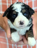 Mini Zaylee, a female Miniature Bernedoodle for sale in Menomonee Falls, WI – 2 of 3