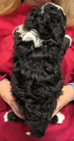 Mini Karina, a female Miniature Bernedoodle for sale in Menomonee Falls, WI – 3 of 3