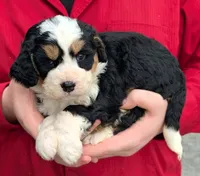 Mini Maxine, a female Miniature Bernedoodle for sale in Menomonee Falls, WI – 2 of 3