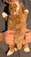 Mini Mikah, a male Miniature Goldendoodle for sale in Menomonee Falls, WI – 3 of 3