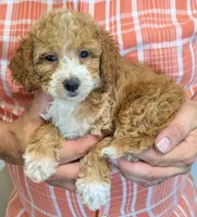 Petite mini Reina, a female Miniature Goldendoodle for sale in Menomonee Falls, WI – 2 of 3