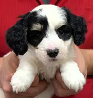 Mini petite Islah, a female Miniature Bernedoodle for sale in Menomonee Falls, WI – Photo 1 of 3