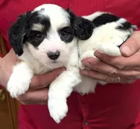 Mini petite Islah, a female Miniature Bernedoodle for sale in Menomonee Falls, WI – Photo 2 of 3