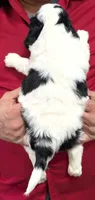 Mini petite Islah, a female Miniature Bernedoodle for sale in Menomonee Falls, WI – Photo 3 of 3