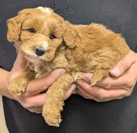 Petite Tyras, a male Miniature Goldendoodle for sale in Menomonee Falls, WI – Photo 2 of 3