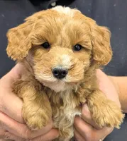 Petite Tyras, a male Miniature Goldendoodle for sale in Menomonee Falls, WI – Photo 1 of 3