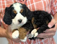 Mini Kenna, a female Miniature Bernedoodle for sale in Menomonee Falls, WI – 2 of 3