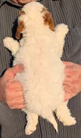 Mini Marvel, a male Miniature Goldendoodle for sale in Menomonee Falls, WI – 3 of 3