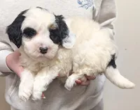 Mini Shayla, a female Miniature Bernedoodle for sale in Menomonee Falls, WI – Photo 2 of 3