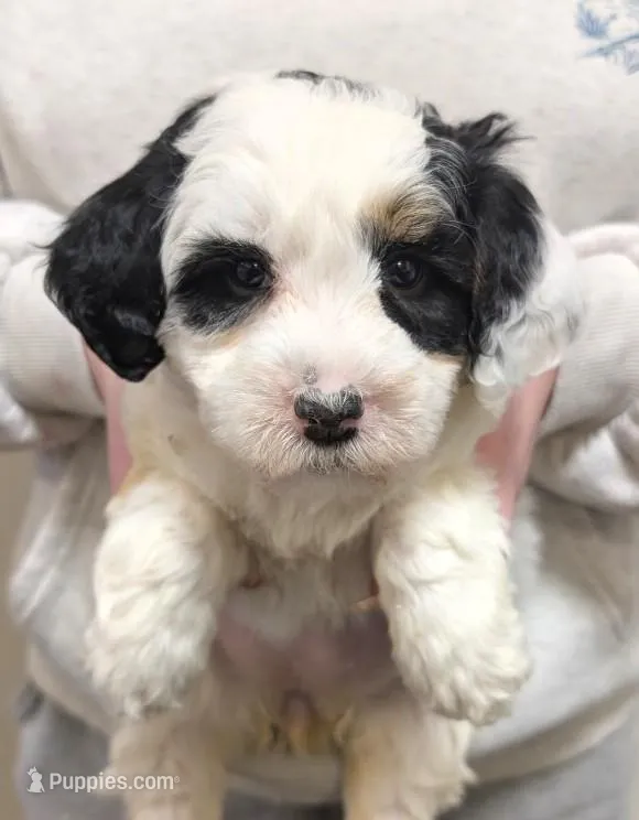 Mini shayla – Miniature Bernedoodle puppy for sale in Menomonee Falls, WI