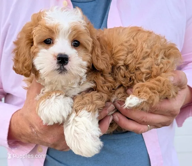 Mini Nora – Miniature Bernedoodle puppy for sale in Menomonee Falls, WI
