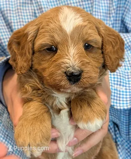 Petite mini Vincino – Miniature Goldendoodle puppy for sale in Menomonee Falls, WI