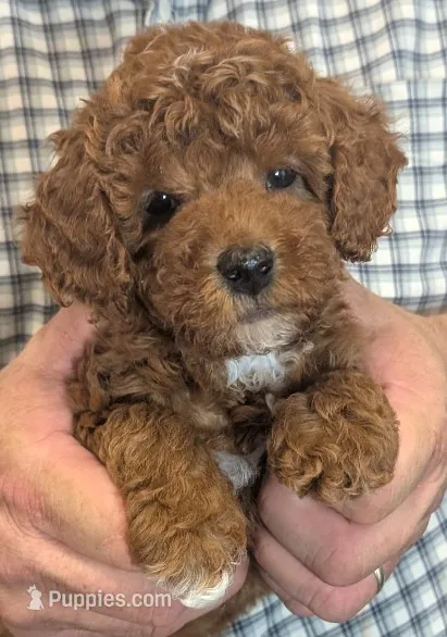 Teacup/petite Roscoe – Miniature Goldendoodle puppy for sale in Menomonee Falls, WI