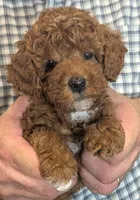 Teacup/petite Roscoe, a male Miniature Goldendoodle for sale in Menomonee Falls, WI – 1 of 3