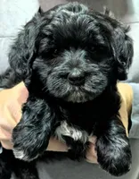 Mini Mr. Bob, a male Miniature Bernedoodle and Miniature Goldendoodle for sale in Menomonee Falls, WI – Photo 1 of 3