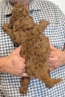 Petite Rio, a male Miniature Goldendoodle for sale in Menomonee Falls, WI – 3 of 3