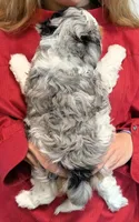 Mini Kaitlyn, a female Miniature Bernedoodle for sale in Menomonee Falls, WI – 3 of 3