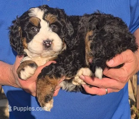 Mini Marty – Miniature Bernedoodle puppy for sale in Menomonee Falls, WI