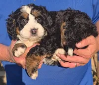 Mini Marty, a male Miniature Bernedoodle for sale in Menomonee Falls, WI – 1 of 3