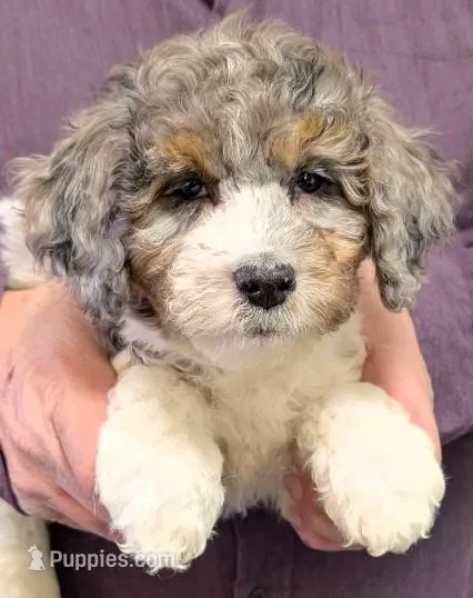 Petite Mini Wynter – Miniature Bernedoodle puppy for sale in Menomonee Falls, WI