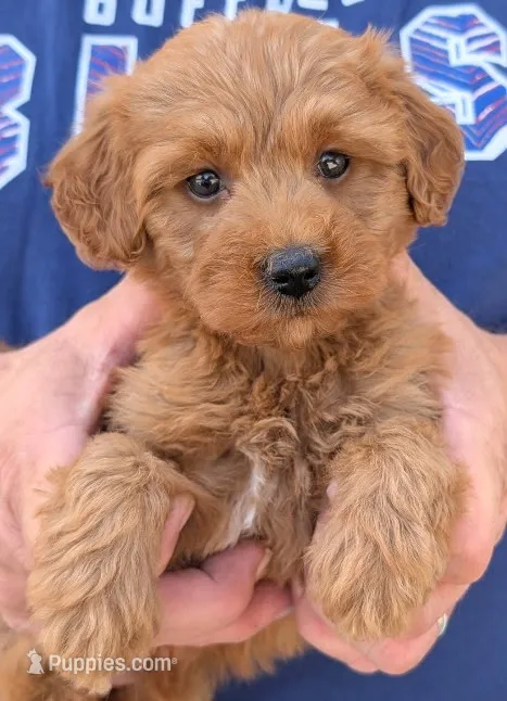 Tiny petite Davis – Miniature Goldendoodle puppy for sale in Menomonee Falls, WI