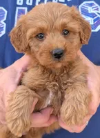Tiny petite Davis, a male Miniature Goldendoodle for sale in Menomonee Falls, WI – 1 of 3