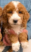 Mini Malakai, a male Miniature Goldendoodle for sale in Menomonee Falls, WI – Photo 1 of 2