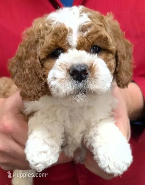 Petite Mini Regina – Miniature Goldendoodle puppy for sale in Menomonee Falls, WI
