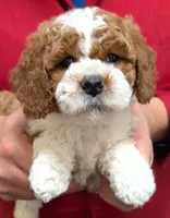 Petite Mini Regina, a female Miniature Goldendoodle for sale in Menomonee Falls, WI – Photo 1 of 3