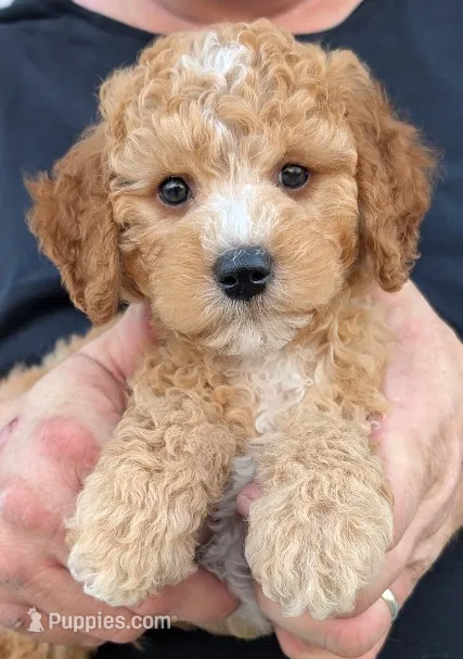 Petite mini Drummond – Miniature Goldendoodle puppy for sale in Menomonee Falls, WI