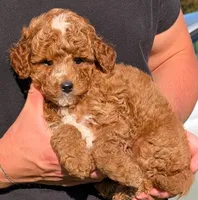 Petite Mini Darla, a female Miniature Goldendoodle for sale in Menomonee Falls, WI – 2 of 3