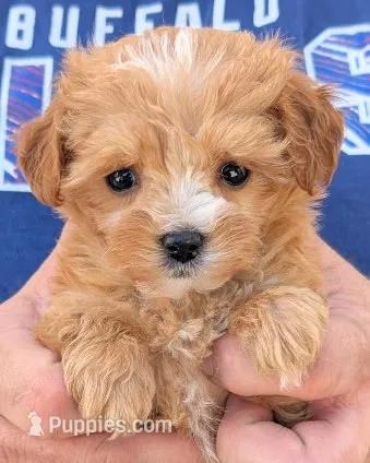 Teacup Dinah – Miniature Goldendoodle puppy for sale in Menomonee Falls, WI