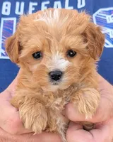 Teacup Dinah, a female Miniature Goldendoodle for sale in Menomonee Falls, WI – 1 of 3