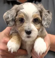 Petite mini Ice, a male Miniature Bernedoodle for sale in Menomonee Falls, WI – Photo 2 of 3